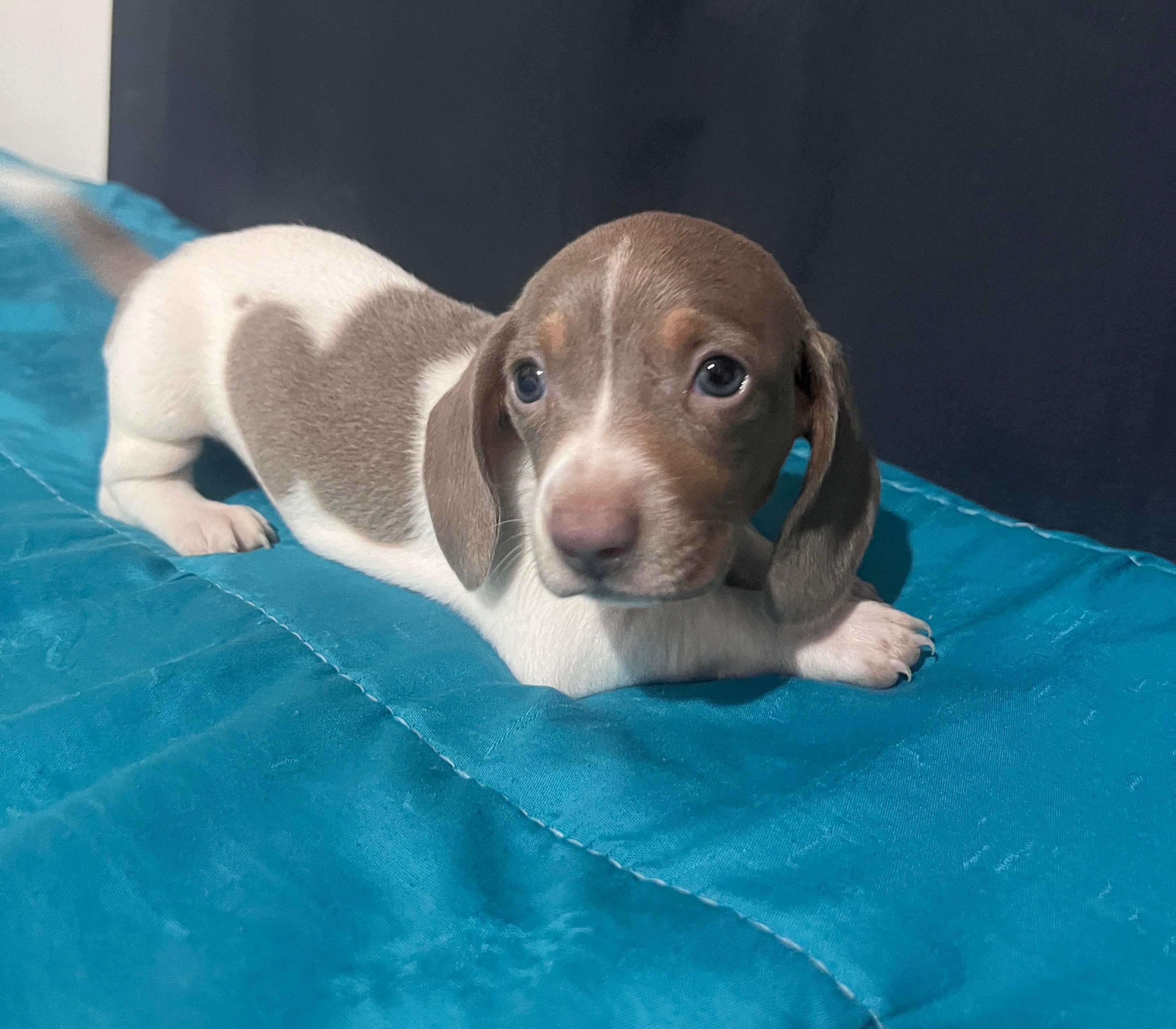 Piebald Isabella