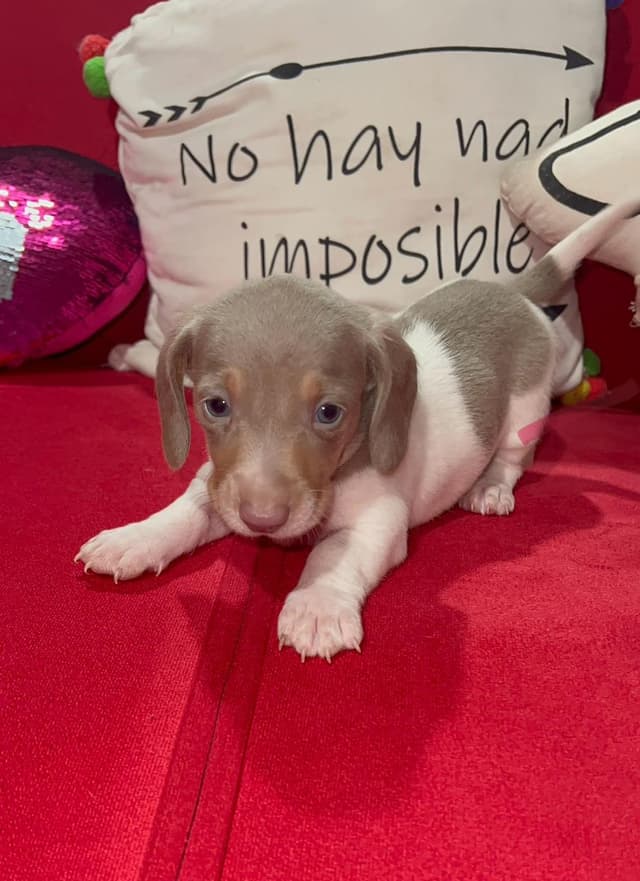 Piebald Isabella
