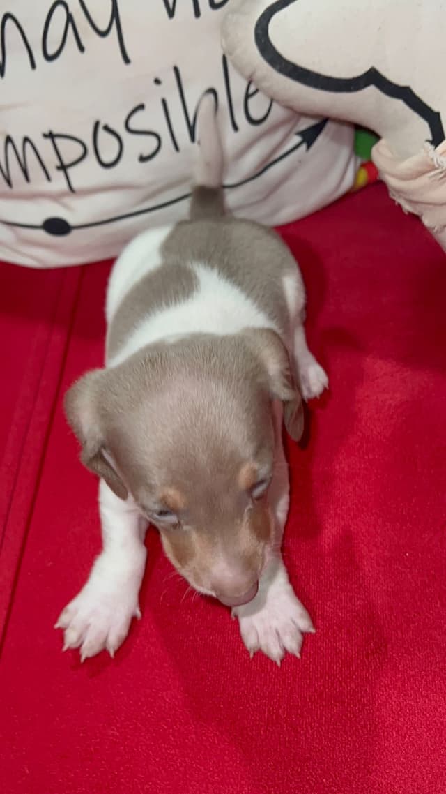 Piebald Isabella