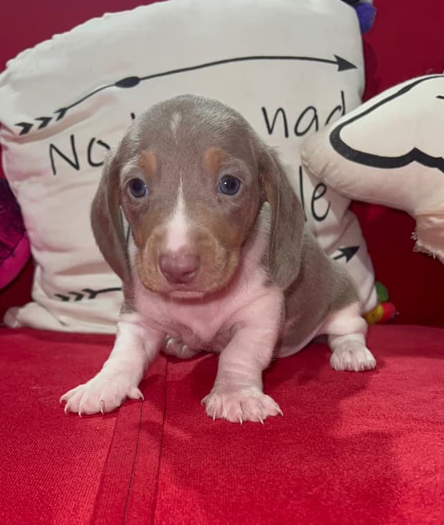 Piebald Isabella