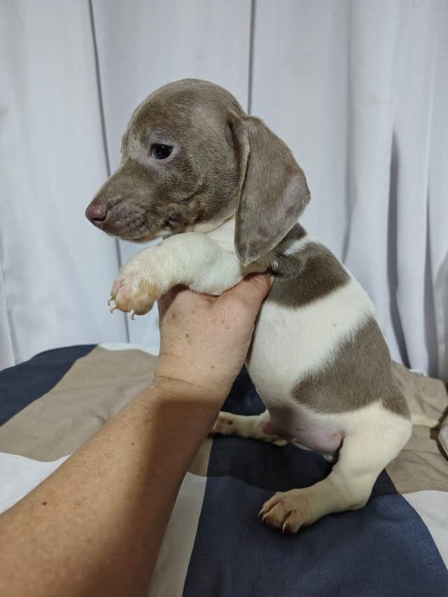 Piebald Isabella