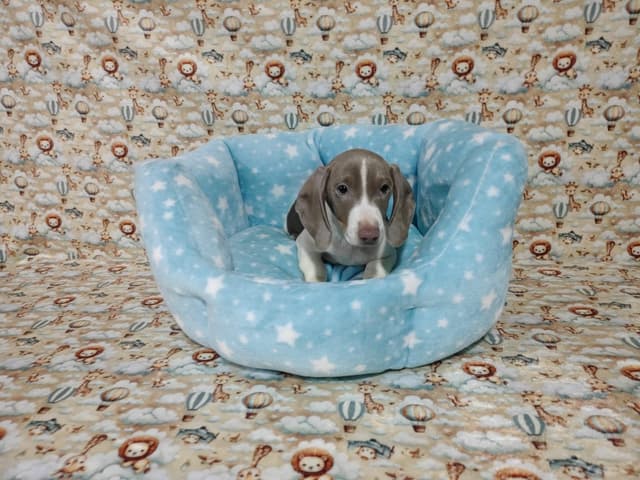 Piebald Isabella