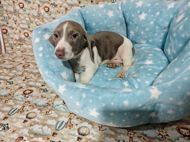 Piebald Isabella