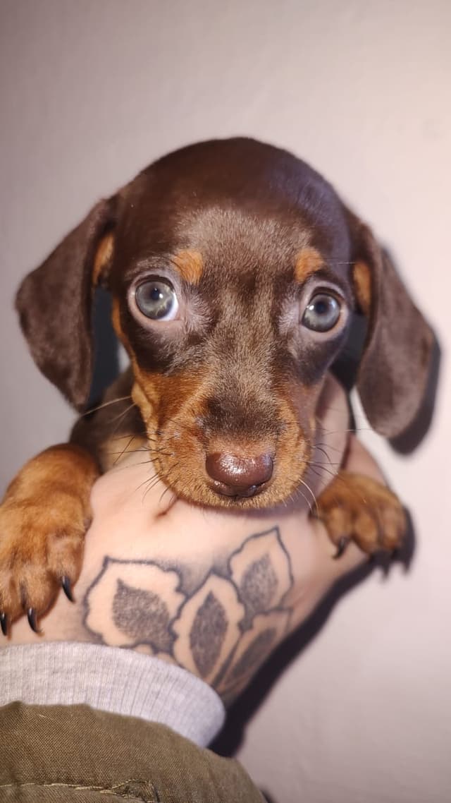 Chocolate