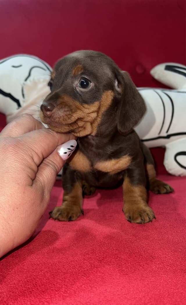 Chocolate