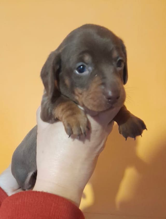 Chocolate
