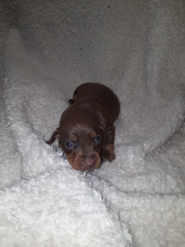 Chocolate