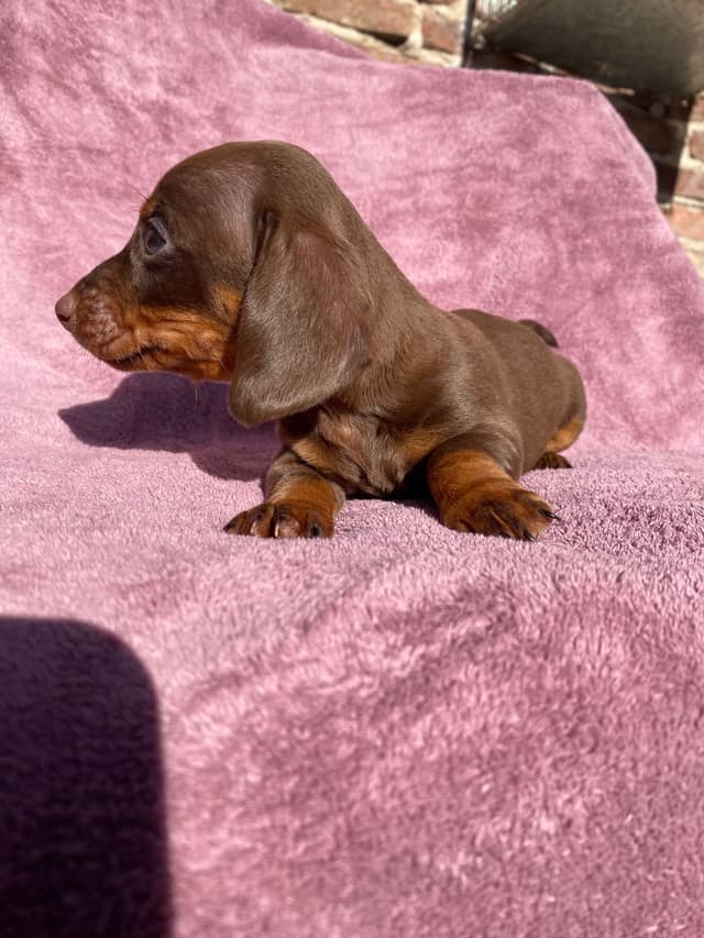 Chocolate