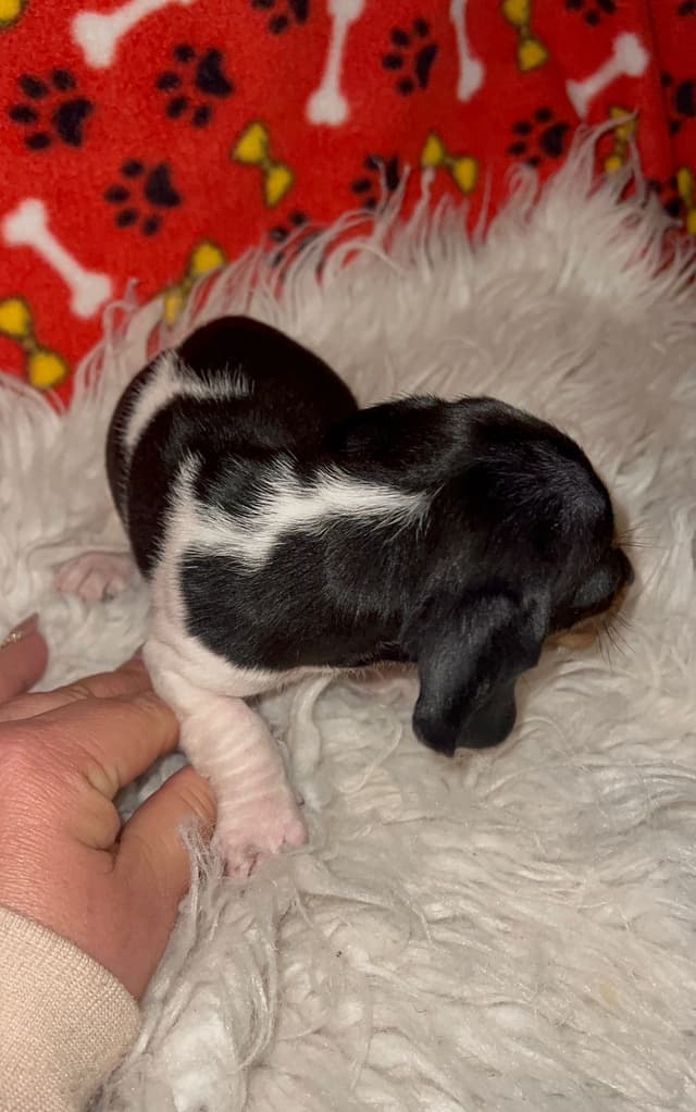Piebald Black