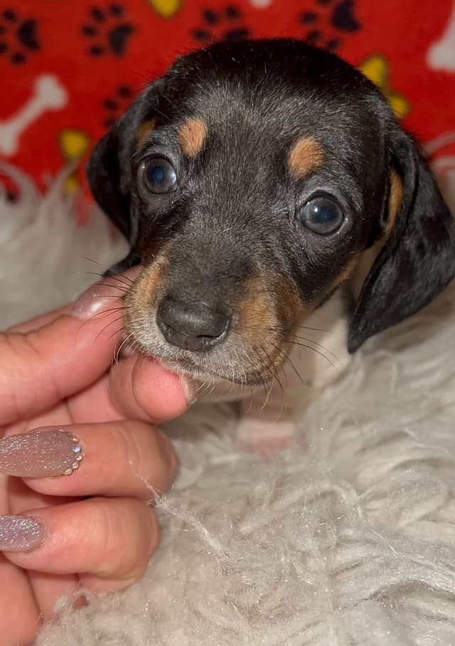 Piebald Black