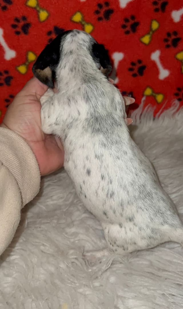 Piebald Black