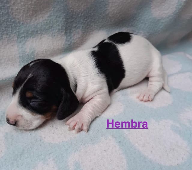 Piebald Black