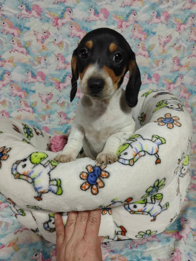 Piebald Black