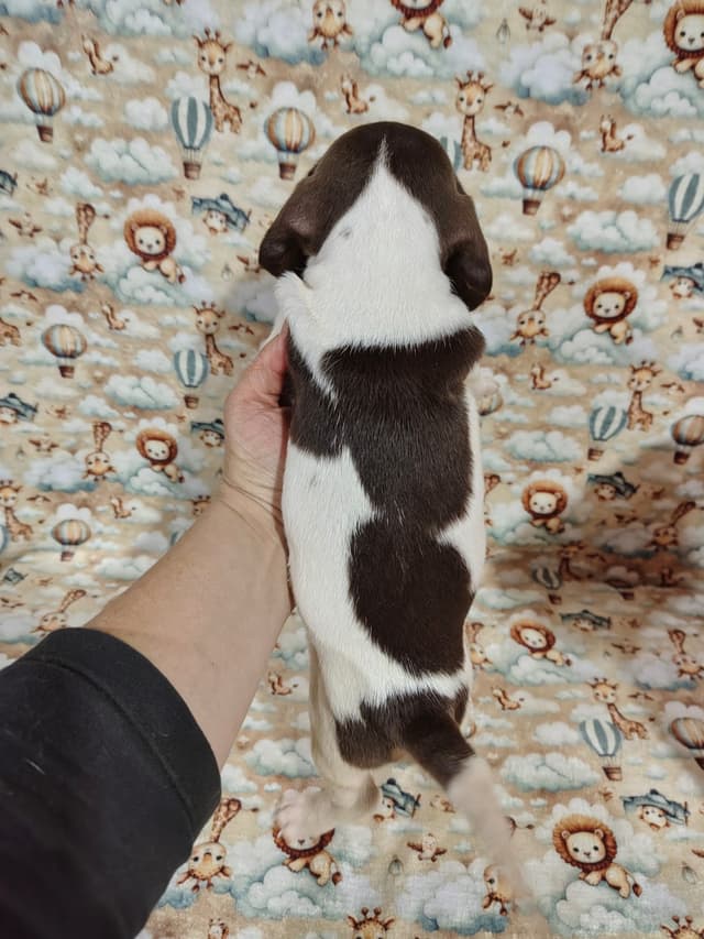 Piebald Chocolate
