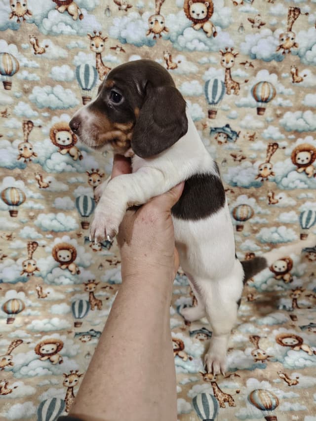 Piebald Chocolate