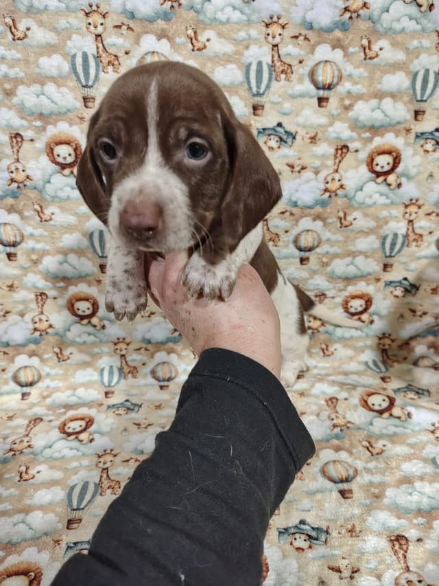 Piebald Chocolate