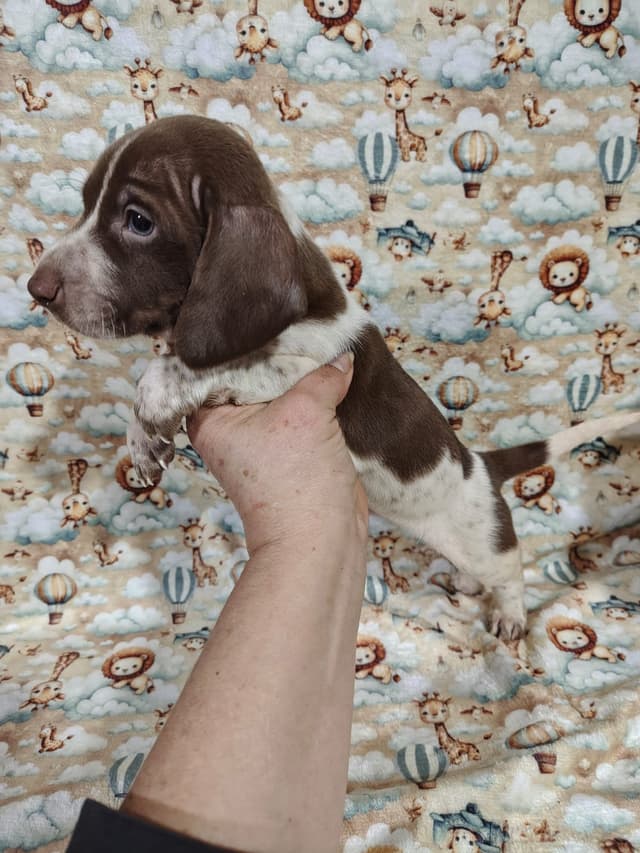 Piebald Chocolate