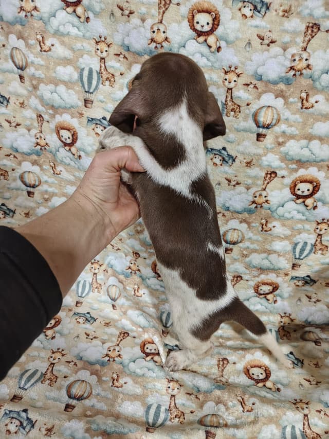 Piebald Chocolate