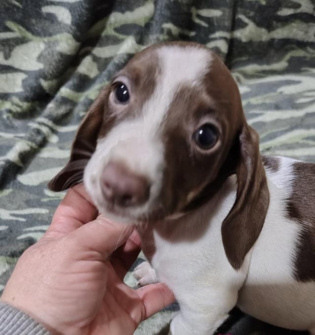 Piebald Chocolate