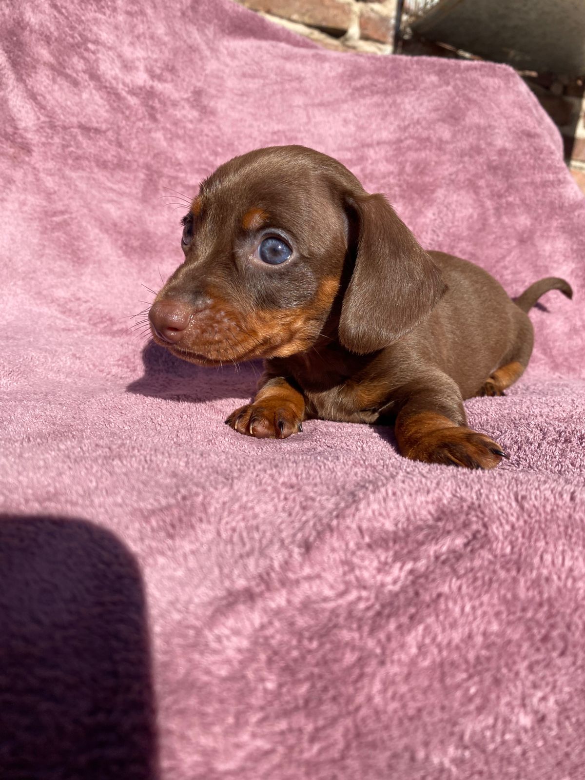 Chocolate