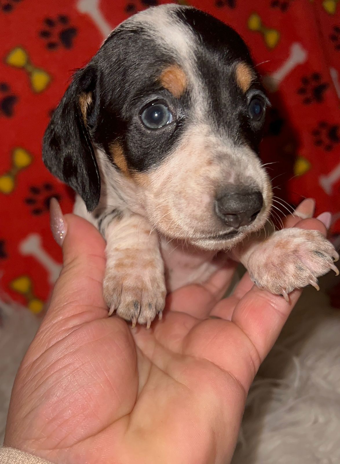 Piebald Black